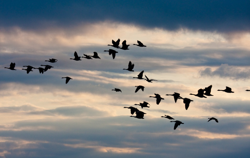 Canadian Geese In Flight